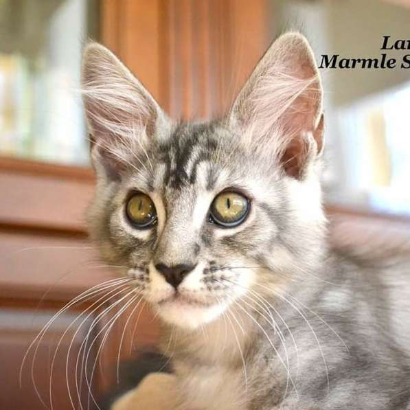 Котята мейн-кун из питомника в фото 12