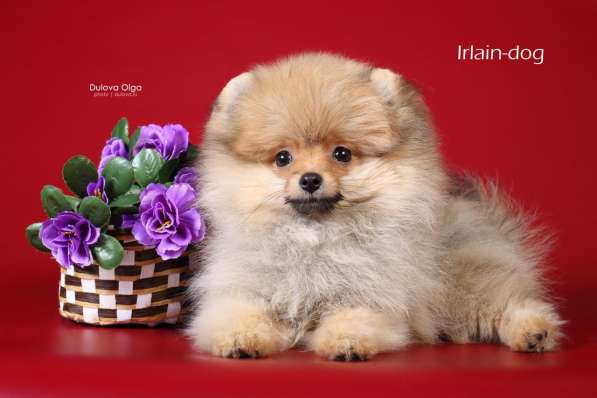 Щенки померанского шпица от Ирлайн-дог в фото 10