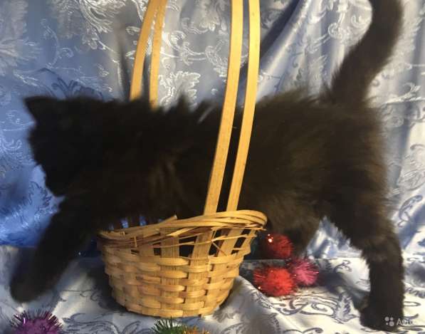 Черный сибирский в Санкт-Петербурге фото 5