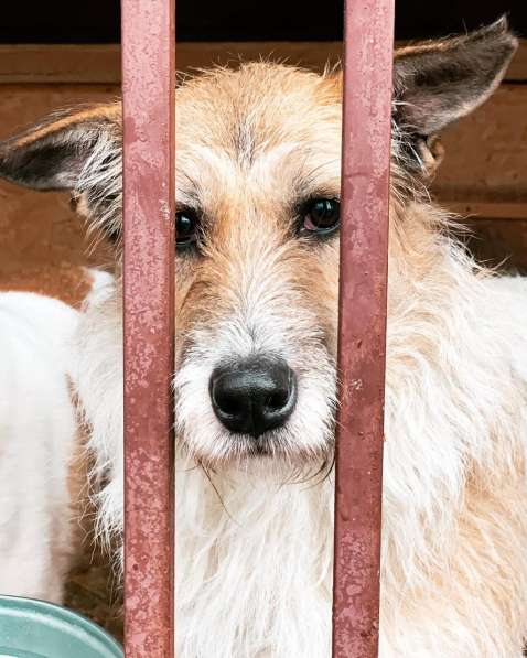 Обаятельная Скрепка ищет семью в Москве фото 16