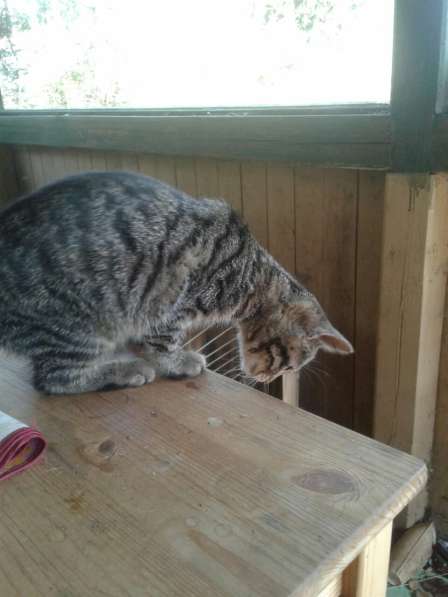 Котята ждут хозяев! в Москве фото 22