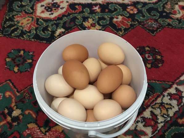 Продажи деревенских куриных яиц