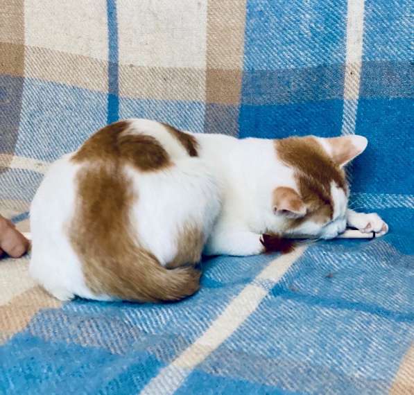 Необыкновенно яркий котенок Сникерс ищет дом в Москве фото 14