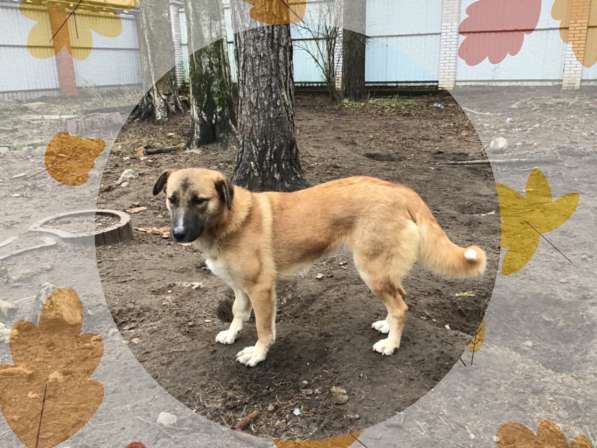 Чуткая, деликатная, вежливая собака в Санкт-Петербурге фото 9