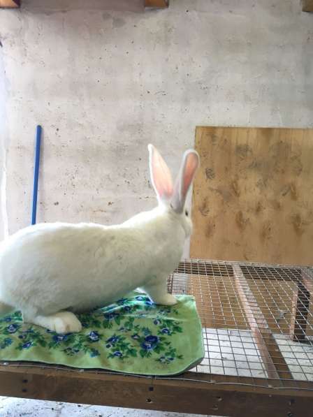 Продам кроликов живым весом в Белово фото 4