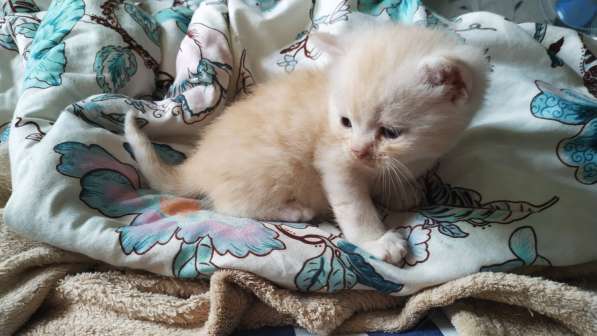 Шотландские котята в Воронеже фото 6