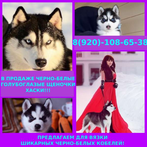 Щеночки хаски с яркими голубыми глазами