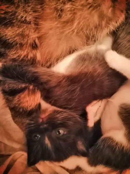 Котята в Новосибирске фото 27
