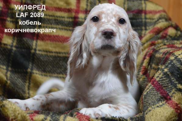 Английский сеттер щенки из элитного питомника в Москве фото 70