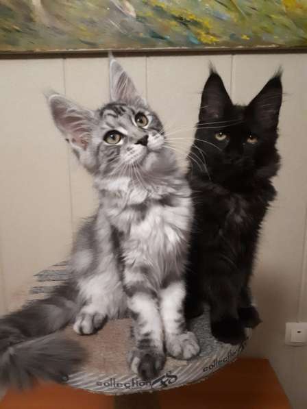 Котята MaineCoon в Ставрополе фото 6