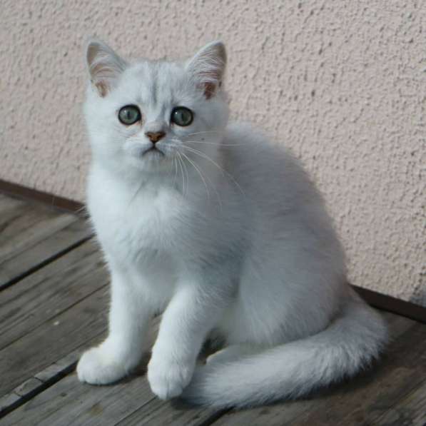 Шотландские котята в фото 8