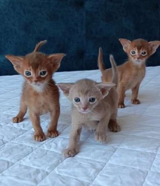 Питомник абиссинских кошек предлагает чистокровных котяи