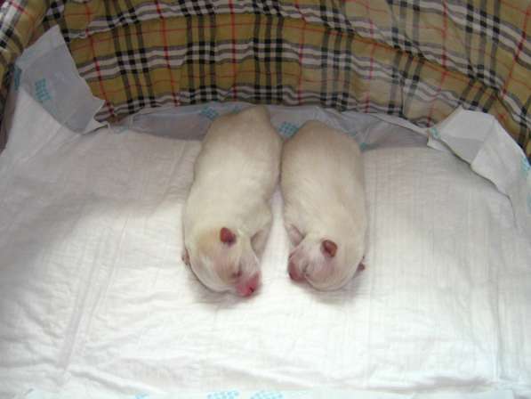 Лисята в Ростове-на-Дону фото 39