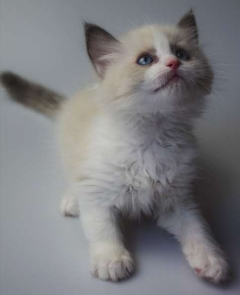 Котята Регдолл в Москве фото 22
