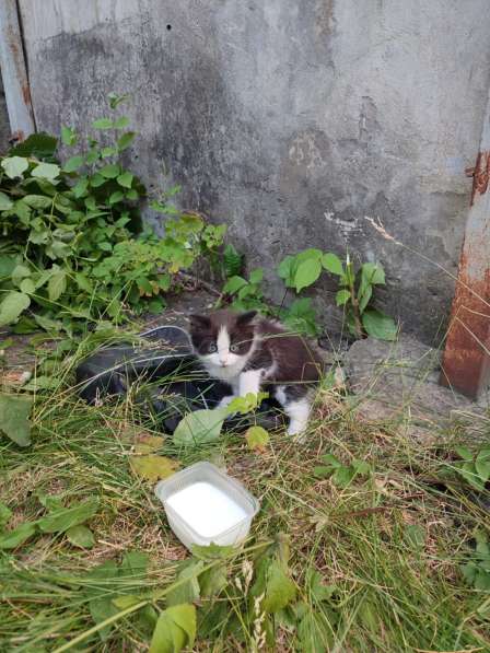 Милые котята в добрые руки в Воронеже фото 10