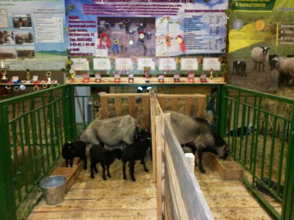 Племенные овцы Романовской породы в Иванове