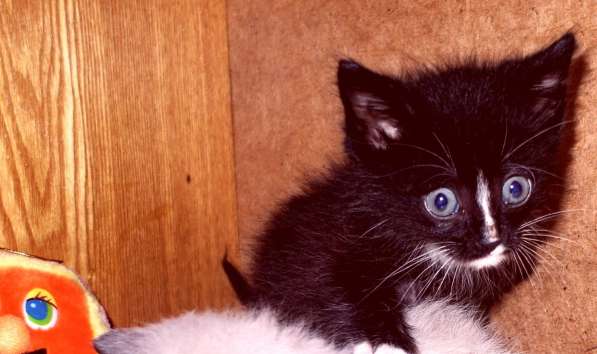 Сибирский котенок Марсик 2,5 месяца ищет заботливых хозяев