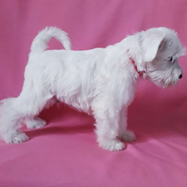 Белые цвержики в Барнауле фото 3