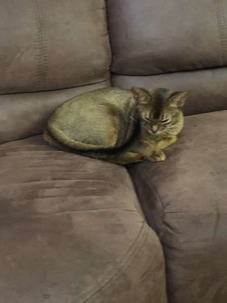 Абиссинские котята! в фото 14