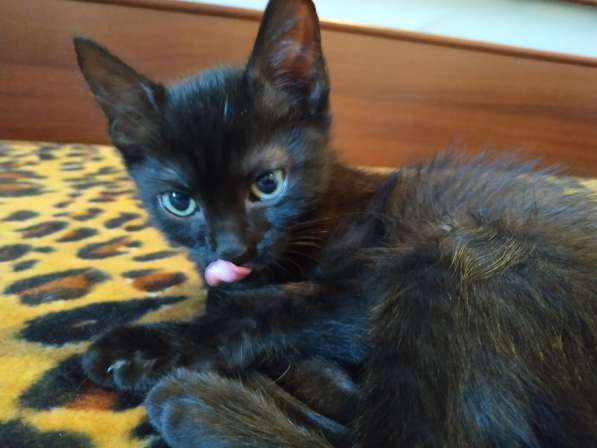Котенок черный (метис Бомбейской кошки) в фото 4