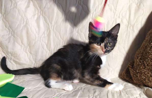 Котенок в добрые руки. Ксюша, девчушка-очаровашка в Москве фото 19