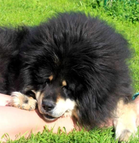 Тибетский мастиф - лучший страж на территории в Москве фото 99