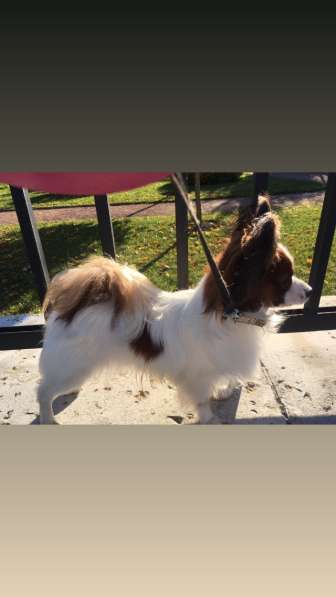 Папильон (Папийон) щенок в Твери фото 10