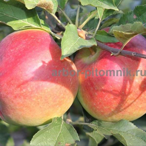 Саженцы яблони по низкой цене в Москве и Подмосковье в Москве
