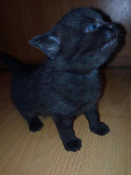 Срочно продам котят в Екатеринбурге фото 6