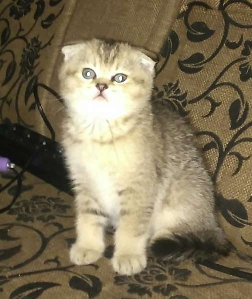 Котята девочки серебро в Пятигорске фото 6
