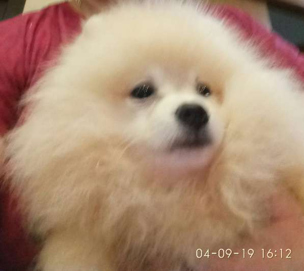 Померанский шпиц -две миниатюрные девочки в Солнечногорске фото 13