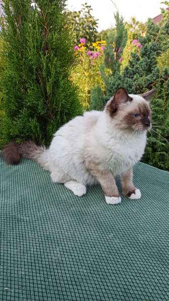 Рэгдолл котята в фото 41