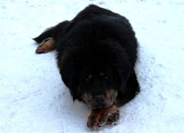 Тибетский мастиф - лучший страж на территории в Москве фото 150