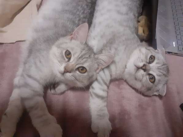 Британские котята в фото 12