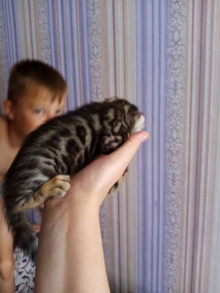 Бенгальские котята в Нижнем Новгороде фото 6