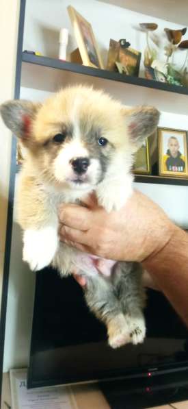 Щенки вельш корги пемброк