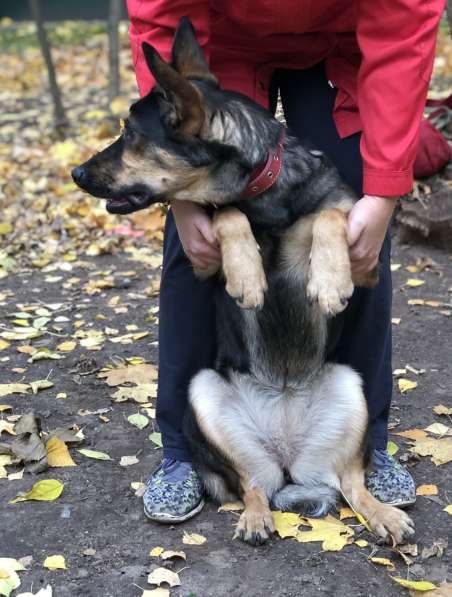 Джетта - милый и умный щенок, приучена к квартире и дому в Москве фото 6