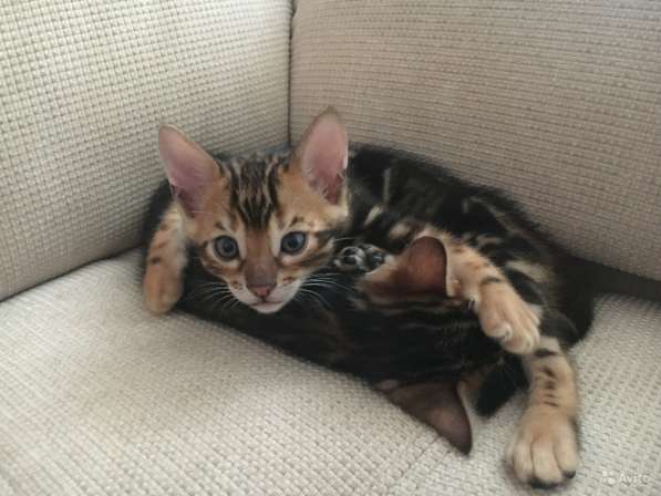 Бенгальский богатырь в Санкт-Петербурге фото 4