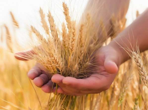 Продаем семена озимой пшеницы, семена трав, травосмеси, СЗР