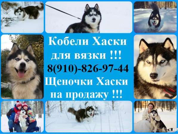 Черно-белые. голубоглазые Кобели Хаски для вязки в Кинешме
