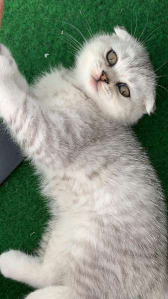 Британские котята в фото 12