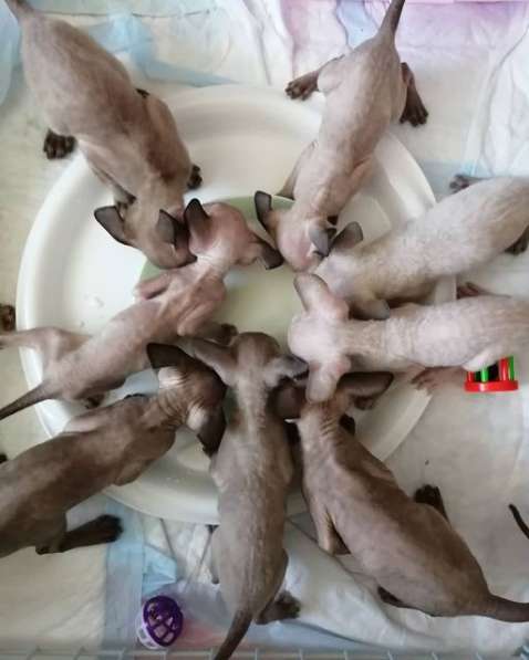 Котята Корниш рекс из питомника в Москве фото 8