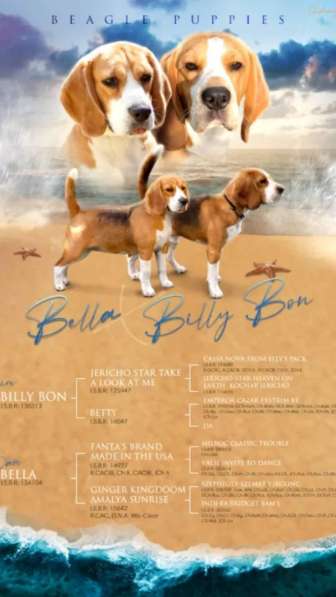 Puppe Beagle Shop в фото 3