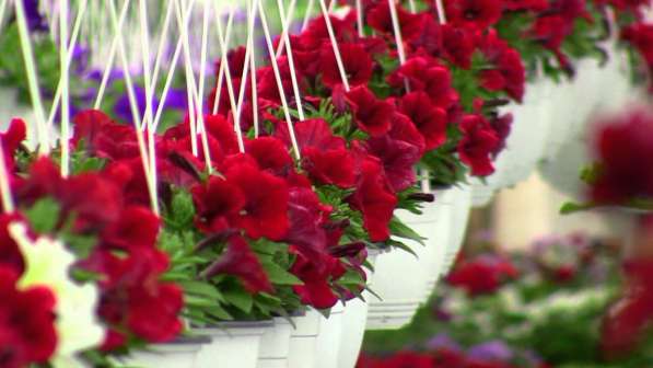 Cultivarea florilor. germania!! в 