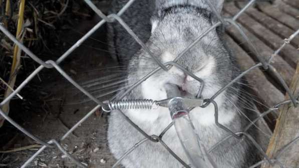 ✔ ✔ ✔Ниппельная автоматическая поилка кролик шиншилла нутрия в Астрахани фото 3