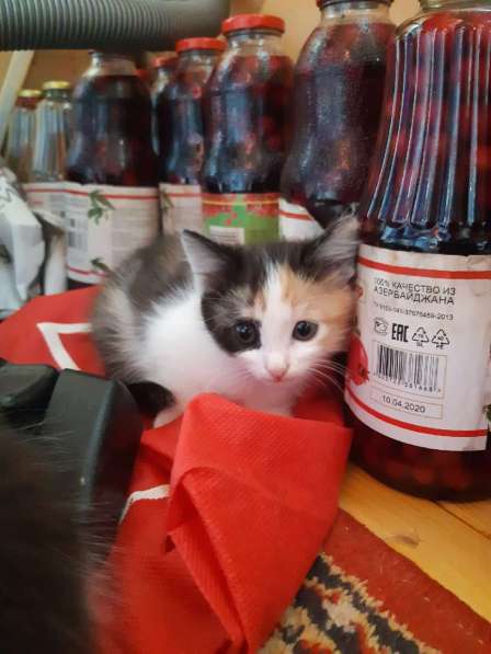 Котята в Перми фото 11