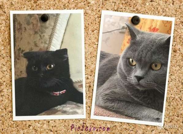 Проданы в Краснодаре фото 9