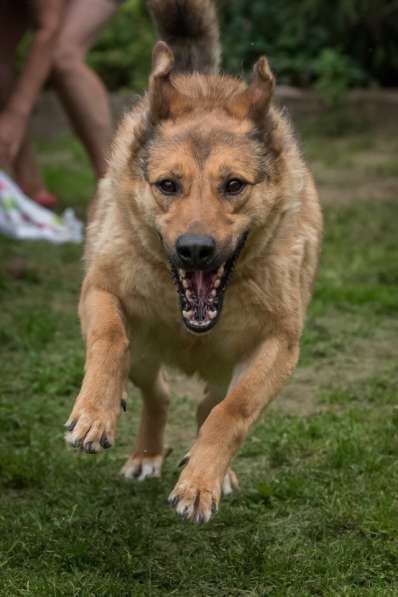 Хороший рыжий пес, лучший друг человека в Санкт-Петербурге фото 32