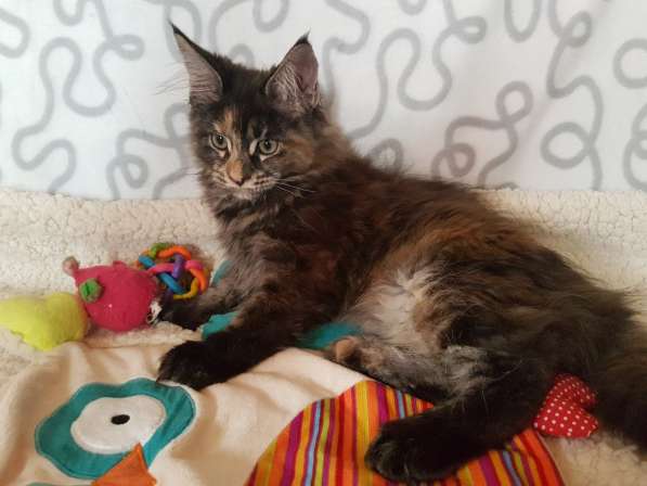 Взрослые девочки из питомника, возможно в совладение в Екатеринбурге фото 40