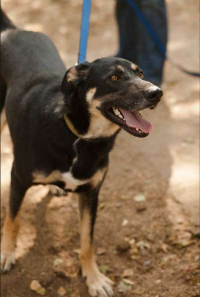 Молодой и нежный Блэк ищет семью в Москве фото 17